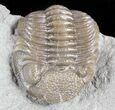 Long Eldredgeops Trilobite - Paulding, Ohio #55452-3